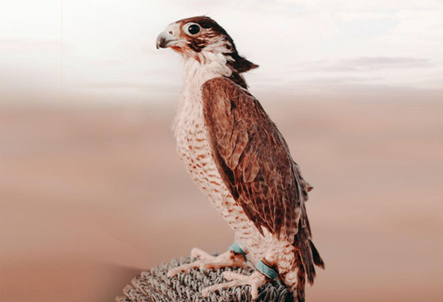 Photo Shoot with Falcon - Flame Travel Dubai