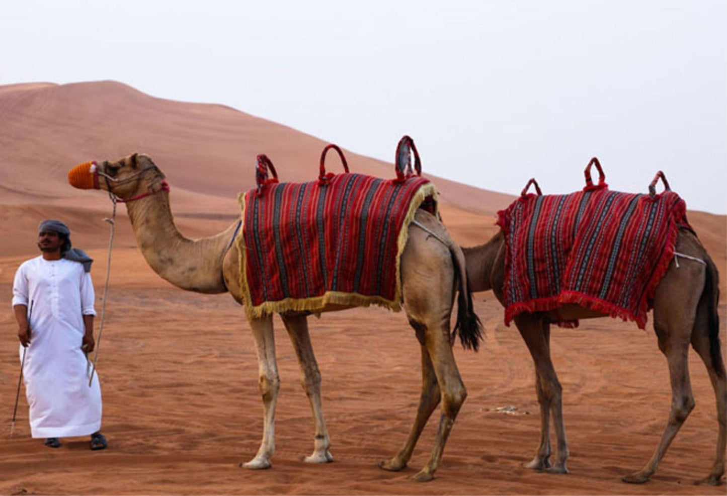 Camel Ride 30 Minutes - Flame Travel Dubai